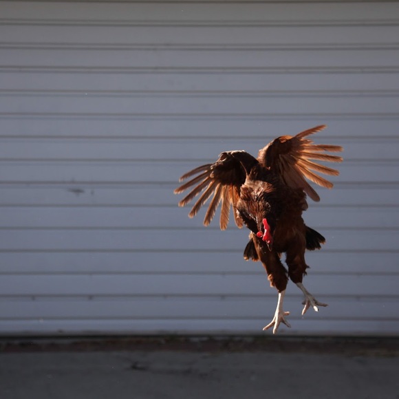 Meet your Posher, Christina - Picture 1 of 1